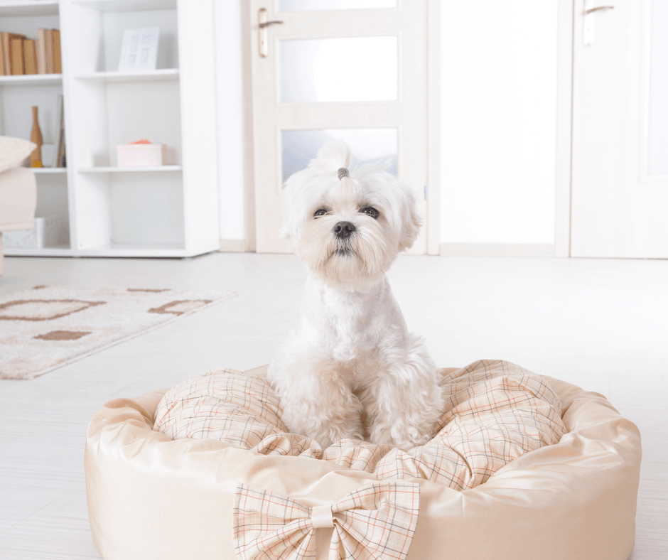 Cómo elegir la mejor cama para tu perro