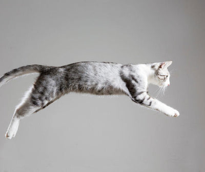 ¿POR QUÉ LOS GATOS CAEN DE PIE? DESCUBRE SU SORPRENDENTE HABILIDAD - Luna y Copito
