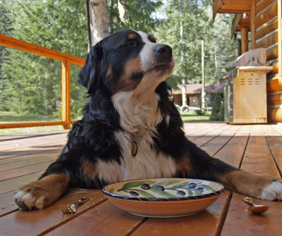 Cómo elegir el mejor Comedero para Perros - Luna y Copito