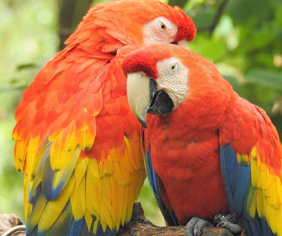 ¿CONOCES EL COMPORTAMIENTO DE LAS AVES? - Luna y Copito