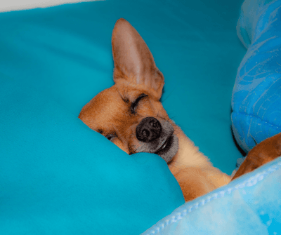 CAMAS PARA PERROS CON NECESIDADES ESPECIALES - Luna y Copito