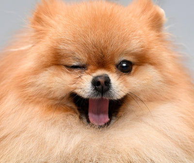 LOS SECRETOS DE LAS HABILIDADES CANINAS MÁS EXTRAORDINARIAS - Luna y Copito