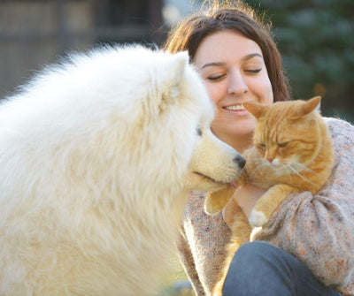 SALUD DENTAL EN PERROS Y GATOS ¿CÓMO CUIDAR SUS DIENTES? - Luna y Copito
