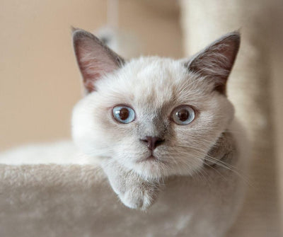 LAS 7 COSAS QUE DEBES TENER ANTES DE ADOPTAR UN GATO - Luna y Copito