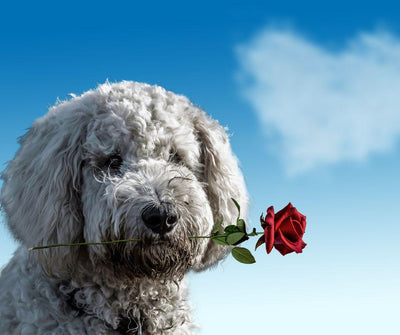 TU PERRO TE DICE ¡TE QUIERO! DESCUBRE SUS 10 FORMAS DE EXPRESAR SU INMENSO CARIÑO HACIA TI - Luna y Copito