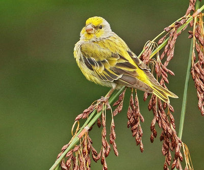 TODO LO QUE NECESITAS SABER SOBRE LOS PÁJAROS CANARIOS - Luna y Copito