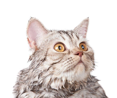 ¿POR QUÉ A LOS GATOS NO LES GUSTA EL AGUA? - Luna y Copito