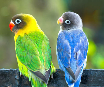 10 CURIOSIDADES DE LOS PÁJAROS INSEPARABLES - Luna y Copito