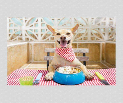 ¿POR QUÉ MI PERRO COME SIN MASTICAR? ¡¡ALERTA!! PERRO GLOTÓN A LA VISTA - Luna y Copito