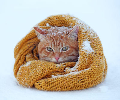¿LOS GATOS TIENEN FRÍO EN INVIERNO? DESCUBRE CÓMO PROTEGER A TU GATO CALIENTE Y SALUDABLE - Luna y Copito