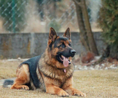 ¿SUFREN DE GOLPE DE CALOR LOS PERROS? DETECTARLO A TIEMPO SALVA VIDAS - Luna y Copito