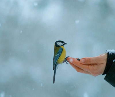 CONOCE EL COMPORTAMIENTO DE LAS AVES Y GÁNATE SU CONFIANZA - Luna y Copito