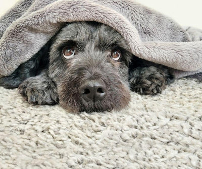 CONOCE LAS POSICIONES DE LOS PERROS PARA DORMIR Y SABRÁS CÓMO SE SIENTEN - Luna y Copito