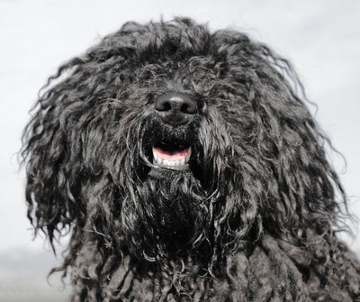 ¿CON QUÉ FRECUENCIA DEBES BAÑAR A TU PERRO? - Luna y Copito