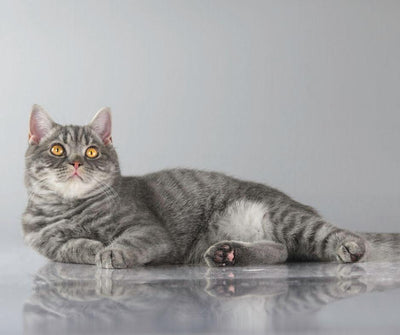 2 ERRORES CON GATOS ESTERILIZADOS - Luna y Copito