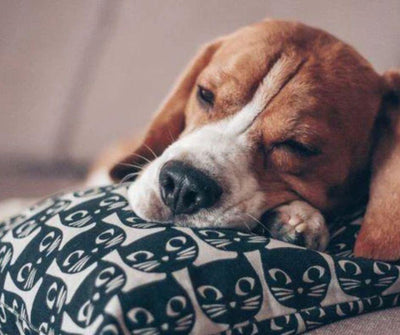 ¿POR QUÉ LOS PERROS Y LOS GATOS DAN VUELTAS ANTES DE DORMIR ? - Luna y Copito