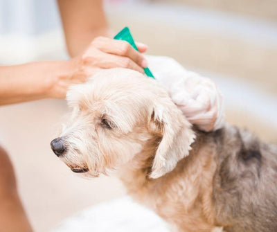 ¿PIPETA O COLLAR ANTIPARASITARIO PARA PERROS? - Luna y Copito