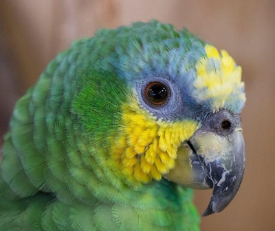 PÁJAROS DE COMPAÑÍA: 7 RAZONES POR LAS QUE SON EXCELENTES COMPAÑEROS - Luna y Copito