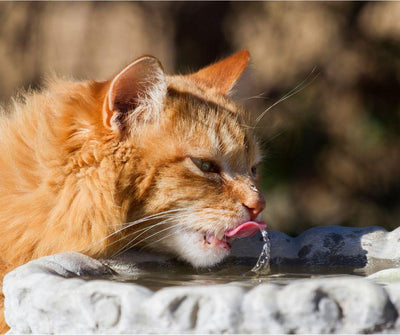 GOLPE DE CALOR EN GATOS - Luna y Copito