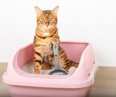 ¿QUÉ CUIDADOS DEBE TENER EL ARENERO DE TU GATO? - Luna y Copito