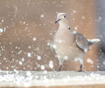 ¿PUEDEN SUFRIR UN GOLPE DE CALOR LAS AVES? - Luna y Copito
