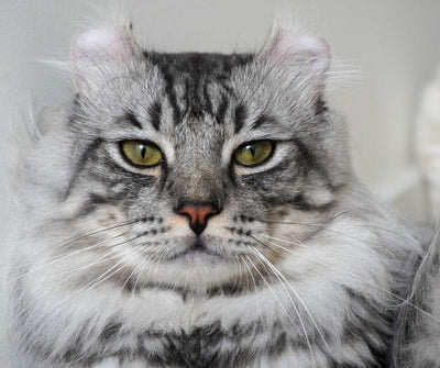 LAS 15 CURIOSIDADES DE LOS GATOS QUE TE GUSTARÍA CONOCER - Luna y Copito