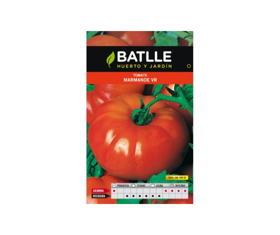 TOMATE MARMANDE VR.HOLANDA - Luna y Copito