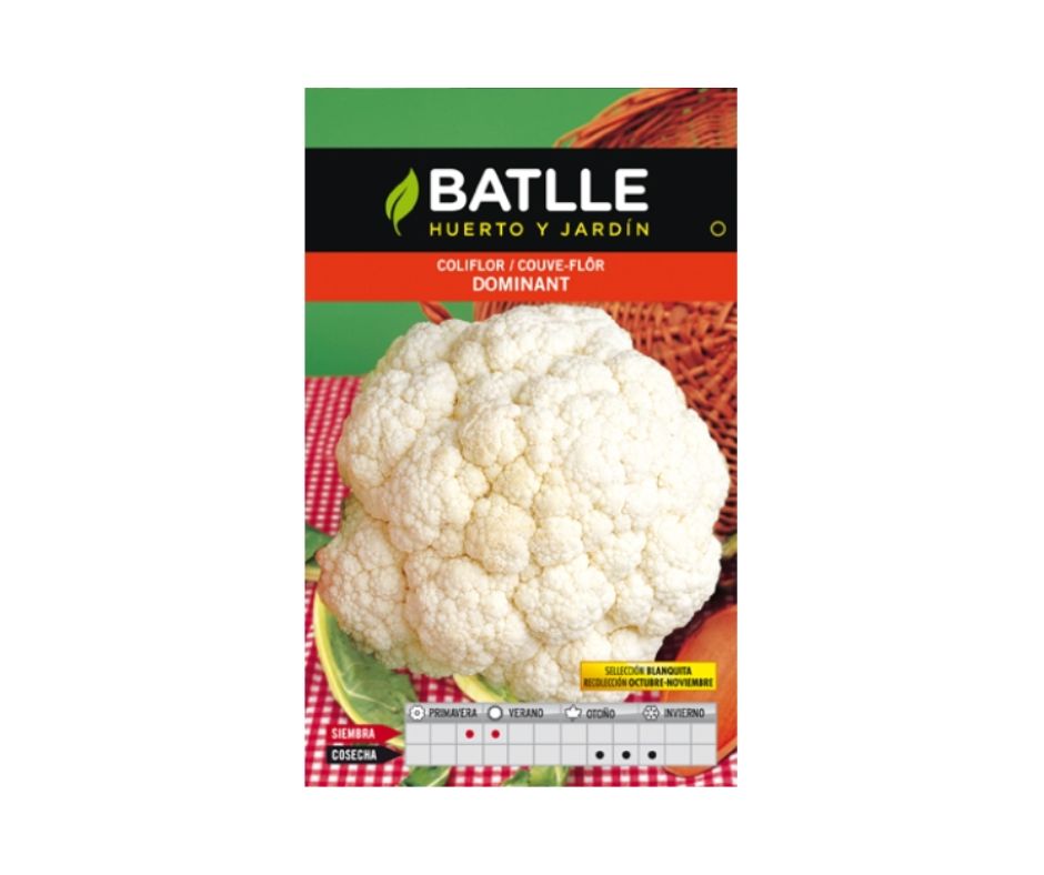 COLIFLOR DOMINANT BLANQUITA - Luna y Copito