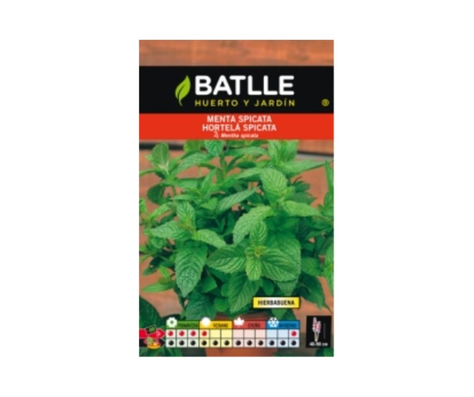 MENTA SPICATA Hierbabuena para cultivo - Luna y Copito