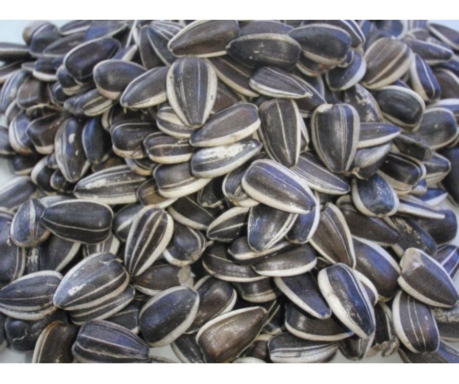 PIPAS GIRASOL ARGENTINAS 20 KG. - Luna y Copito