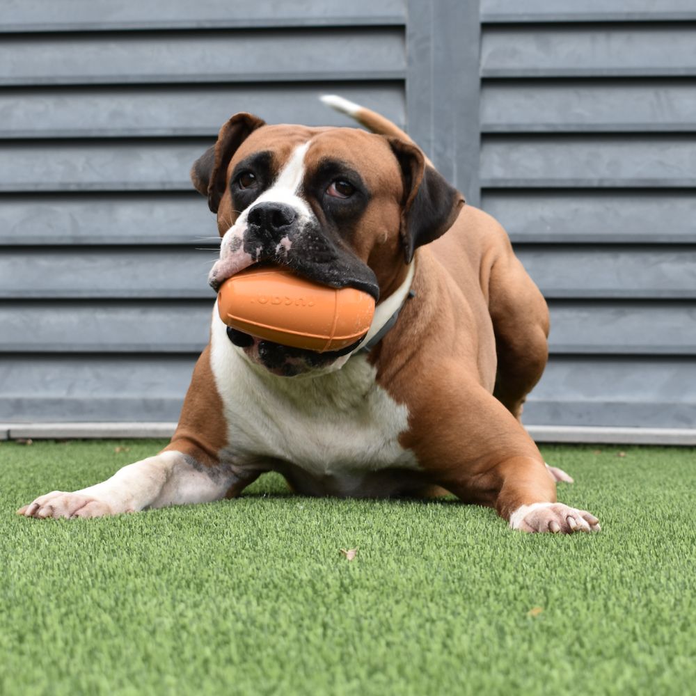Conic Rellenable de Dureza Media para perros Rucan