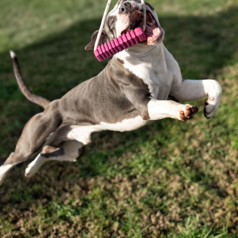 Stick 5 Lila para perros