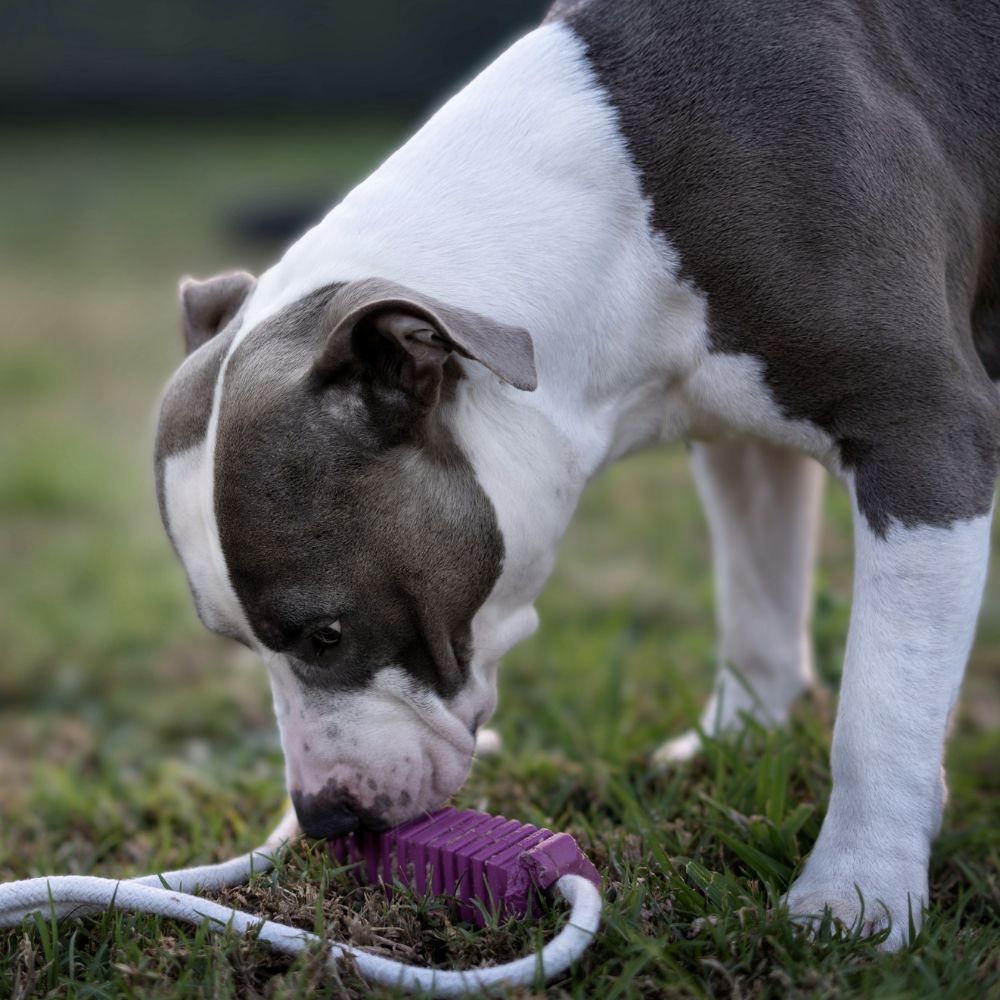 Stick 5 Lila para perros