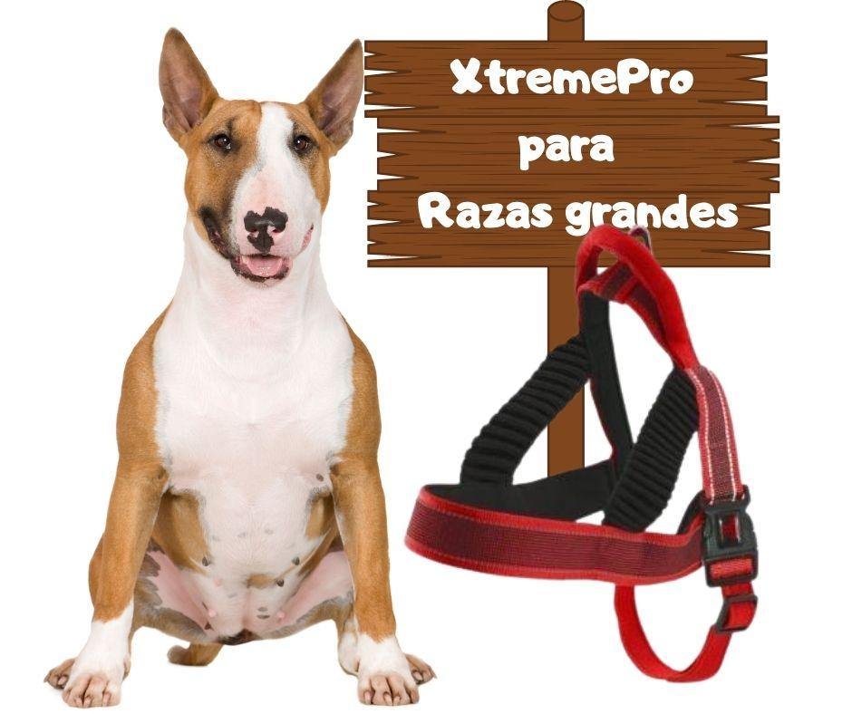 Arnés para Perros grandes XtremePro - Luna y Copito