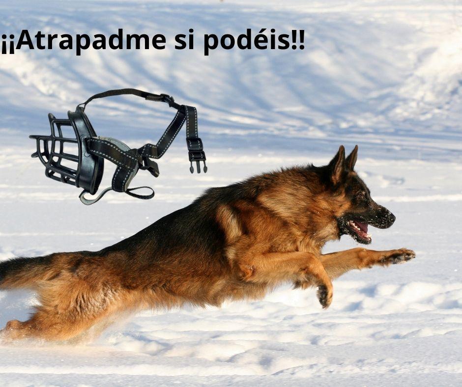 Bozal para Perros tipo cesta - Luna y Copito