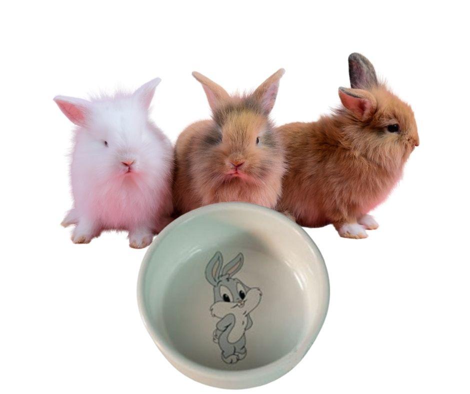 Comedero para Conejos Arquivet - Luna y Copito