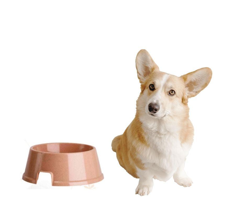 Plato para Perros redondo Nº 5 - Luna y Copito