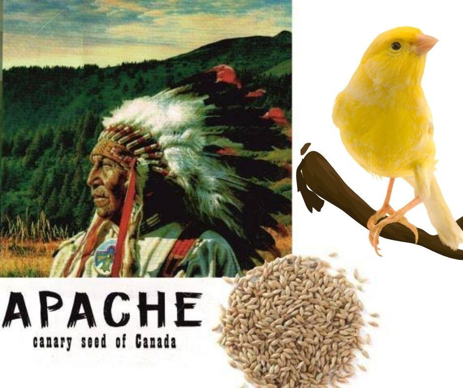Alpiste para Pájaros Canadá Apache - Luna y Copito