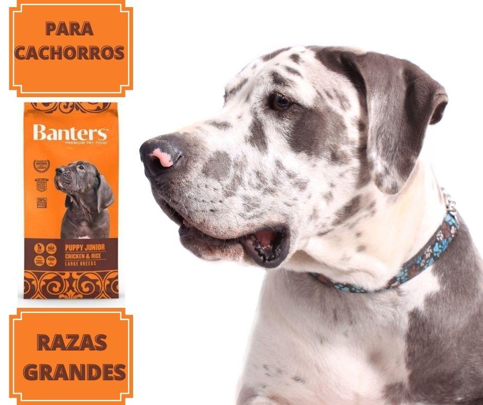 Banters Puppy Junior and Large Breed - Luna y Copito