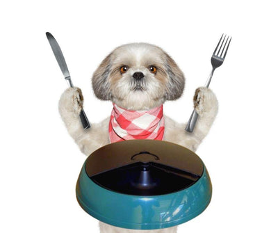 Comedero Automático para Perros - Luna y Copito