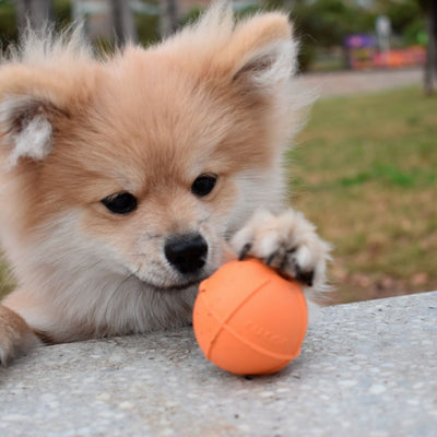 Dog Ball Pequeña Dureza Media