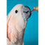 Psittacus Cockatoo Special para Cacatúas