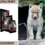 Alpha Spirit Puppy Pienso para Perros cachorros - Luna y Copito