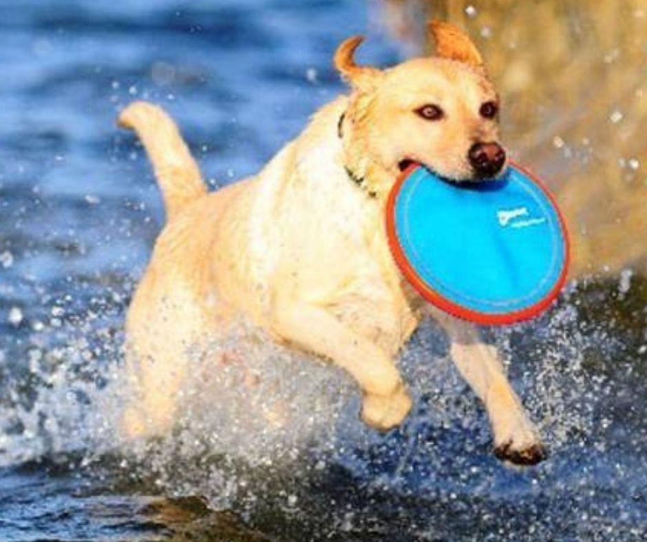 Frisbee para Perros Paraflight de Chuckit - Luna y Copito